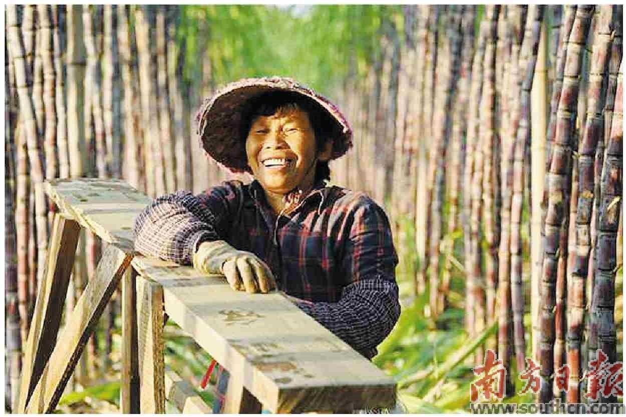 从凭经验到“慧”种田 广西蔗田里算出产业“甜账本”