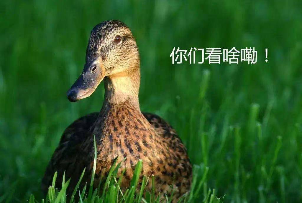广西“鬼节”鸭市旺 年轻人“花式”选鸭传温情